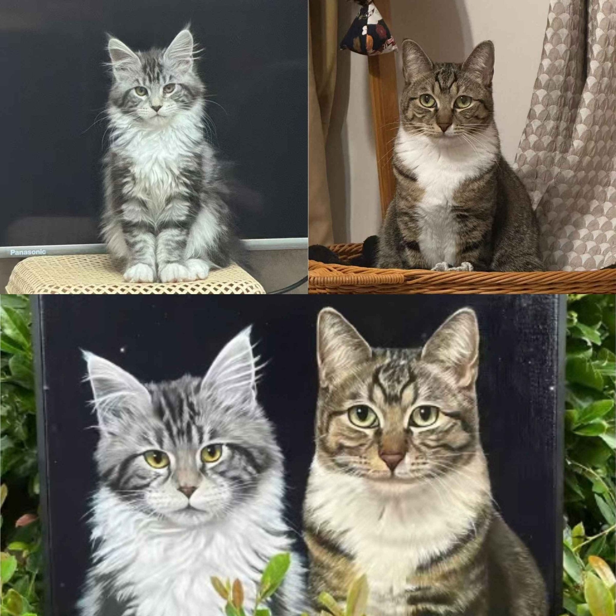 Hand - Painted Pet Portrait —Acrylic on Canvas - Holdmypawart