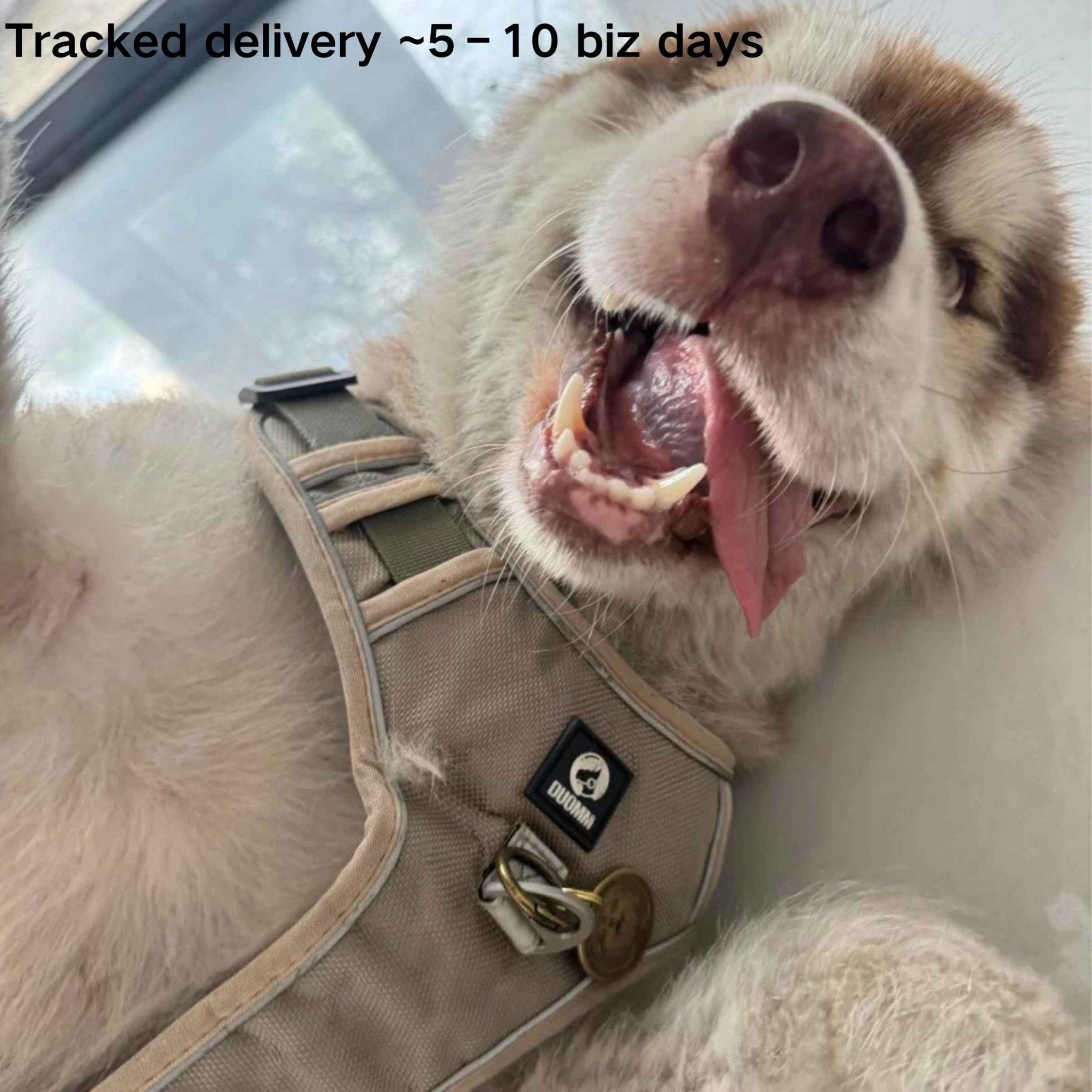 Small Gifts — Brass Tag, Brass Keychain & Magnet Sets - Holdmypawart